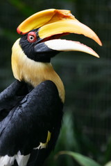 Yellow Billed Hornbill