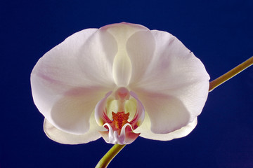 fleur,orchidée,phalaenopsis