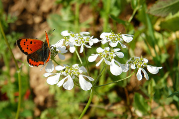 Farfalla