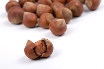 Hazelnuts close up on a white background.