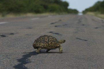 Eine kleine Landschildkröte überquert eine Strasse - Namibia