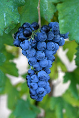 Grappolo d'uva nera