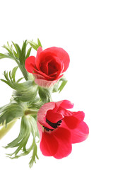 red anemones isolated on white background