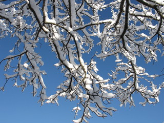 Snowy branches