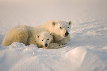 Polar bear with her cub  in day bed dug in snow bank. 