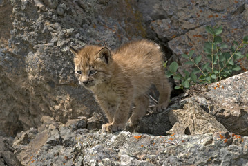 Young siberian lynx kit with just forming ear tufts. © outdoorsman