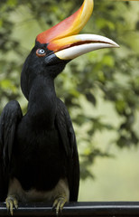 exotic asian borneo hornbill