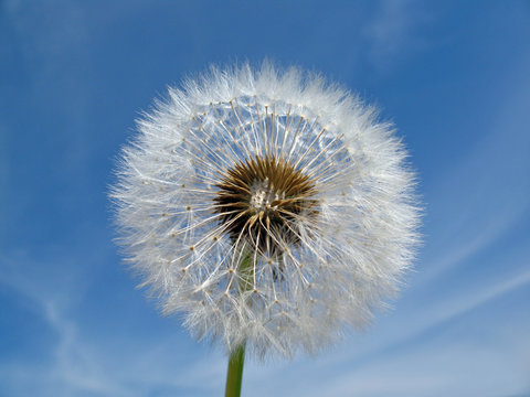 Fototapeta Pusteblume