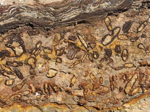 fosiles de crustaceos