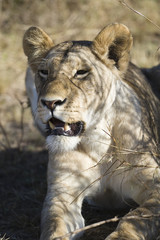 Fototapeta premium Lion