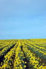 Crédence de cuisine en verre imprimé Narcisse Field of golden daffodils