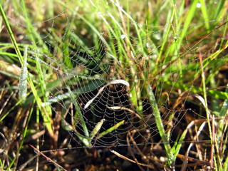 Spider web