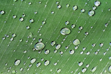 Gouttes d'eau sur une feuille