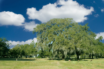 Fototapeta na wymiar A great southern oak tree 