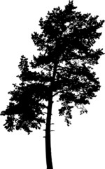 Isolated tree - 7. Silhouette