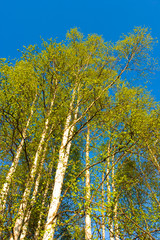 birch tree forest in Alaska