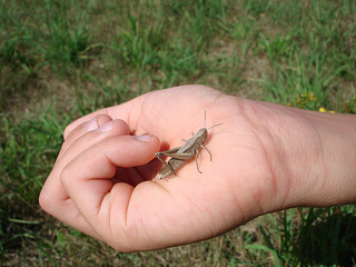 Grille in Kinderhand