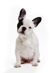 chien bouledogue français sur fond blanc
