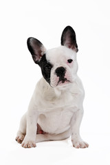 chien bouledogue français sur fond blanc