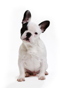chien bouledogue fran&ccedil;ais sur fond blanc