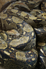 Boa