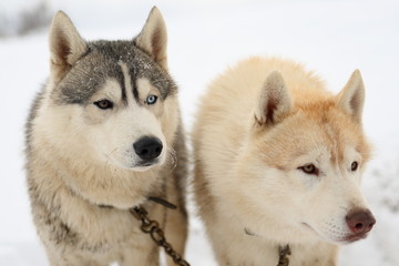 Huskies watching
