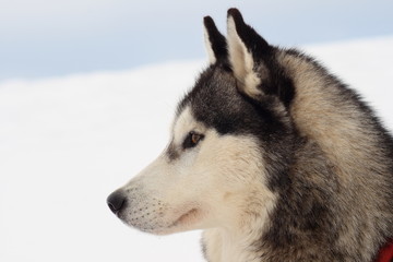 Husky portrait