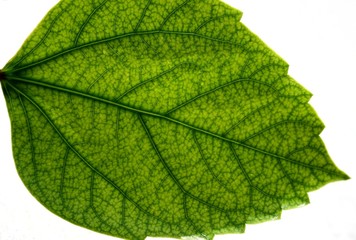 blatt vom hibiskus © Martina Stumpp