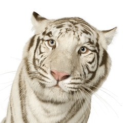 White Tiger  (3 years)