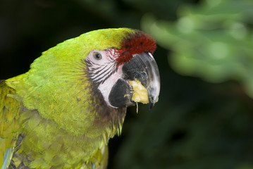 Military Macaw (Ara militaris)