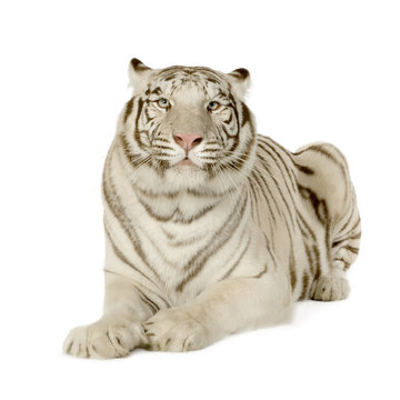 White Tiger  (3 years)