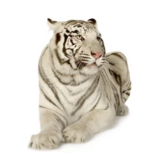 Tableaux ronds sur aluminium brossé Tigre Tigre blanc (3 ans)