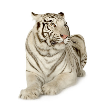 White Tiger  (3 years)