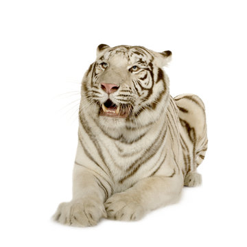White Tiger  (3 years)