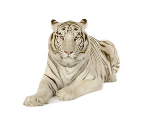 Fototapeta premium White Tiger (3 years)