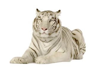 Store enrouleur occultant sans perçage Tigre Tigre blanc (3 ans)