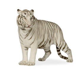 Fototapeta premium Biały Tygrys (3 lata)