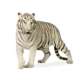 Photo sur Aluminium Tigre Tigre blanc (3 ans)