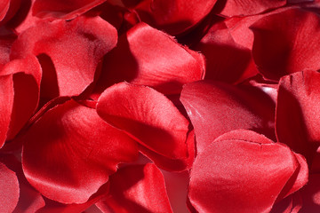 a background of red rose leaves