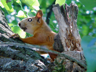Squirrel