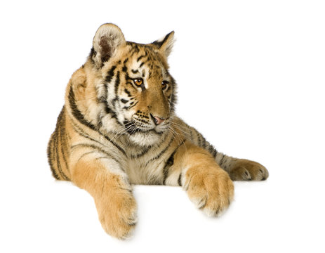 Tiger cub (5 months)