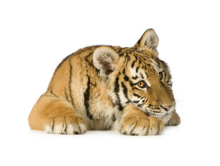 Tiger cub (5 months)