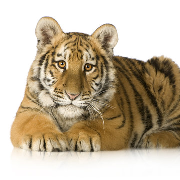 Tiger cub (5 months)