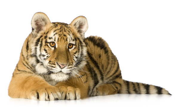 Tiger cub (5 months)