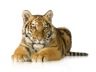 Obraz premium Tiger cub (5 months)
