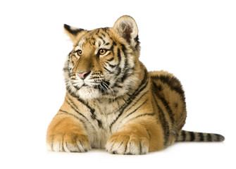 Tiger cub (5 months)