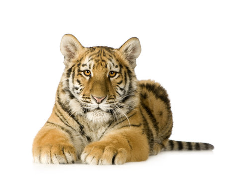 Tiger cub (5 months)
