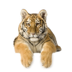 Obraz premium Tiger cub (5 months)