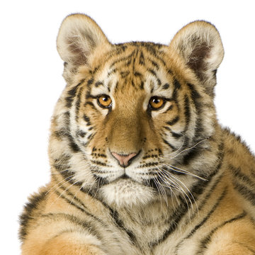 Tiger cub (5 months)