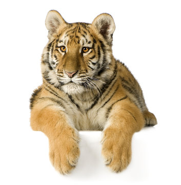 Tiger cub (5 months)